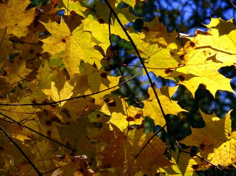 Autumn foliage background