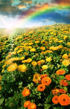 Multicolored flower meadow and rainbow landscape.