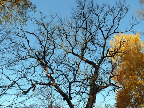 Dried tree in blue sky background