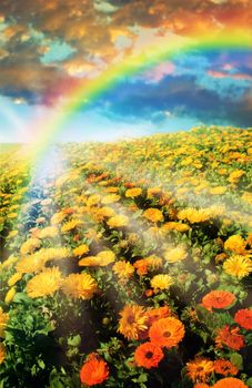 Multicolored flower meadow and rainbow landscape.