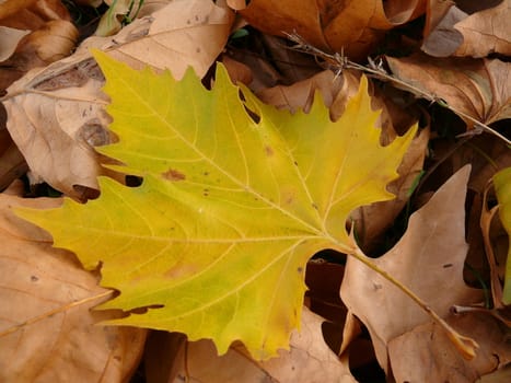 Autumn foliage background