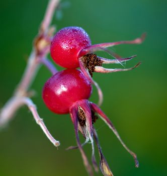 Rose hips on a green background