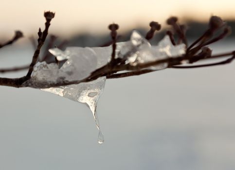 Curved icicle dripping from a branch in a small tree