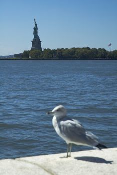seagull on ellis island, statue of liberty in background, distance blur