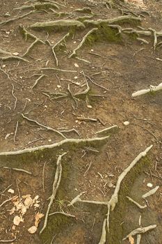 nature photo of several brown roots growing out of the soil