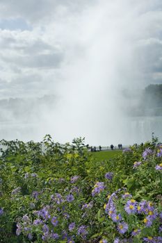 mist rising from horseshoe falls at niagara falls, flowers in foreground