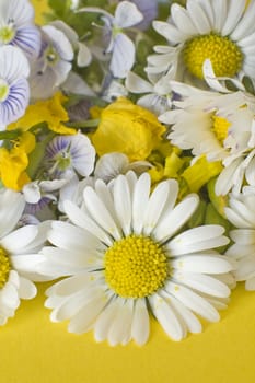 daisy and several other flowers on yellow background