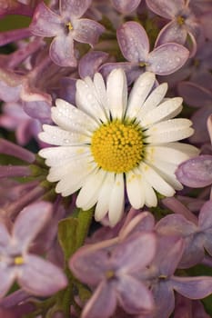 white daisy on pink tree flowers, small water drops 