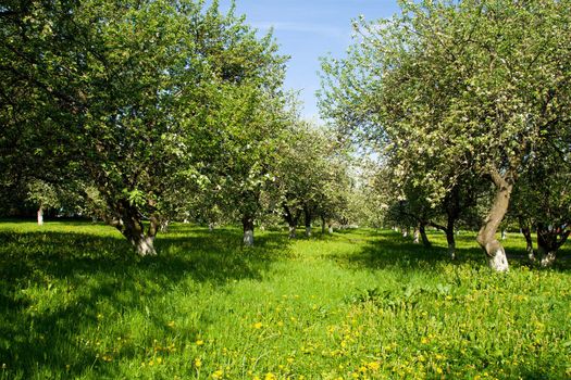 blossoming green apple orchard trees in spring