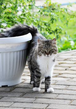 Beautiful cat walking in the summer garden