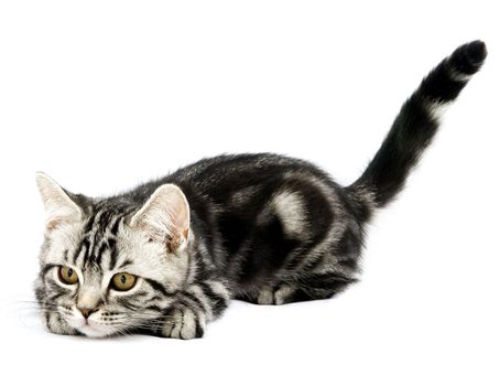 Silver tabby british kitten hunting isolated in the white background