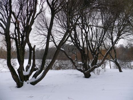 Willows in the snow. Park Pokrovskoe-Streshnevo. Moscow