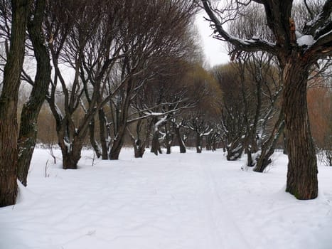 Willow alley in the snow. Park Pokrovskoe-Streshnevo. Moscow