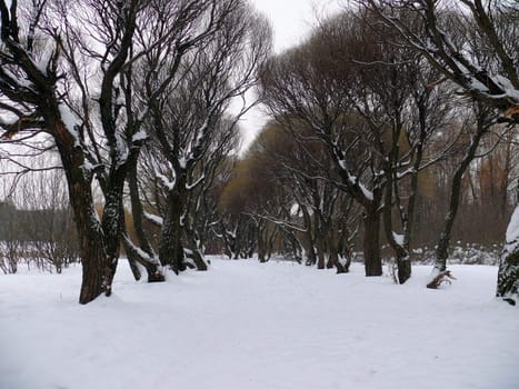 Willow alley in the snow. Park Pokrovskoe-Streshnevo. Moscow