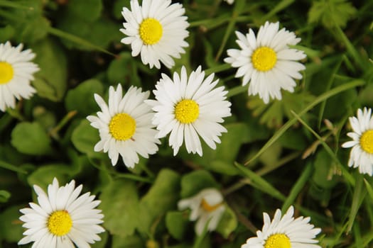 Small white daisies, view from above