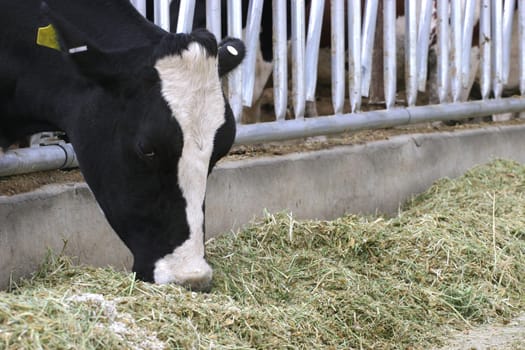 Holstein heifer at feeding time at a dairy farm