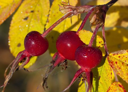 Rose hips against the yellow leaves, sunlight