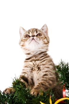 Striped fluffy kitten on a branch christmas tree
