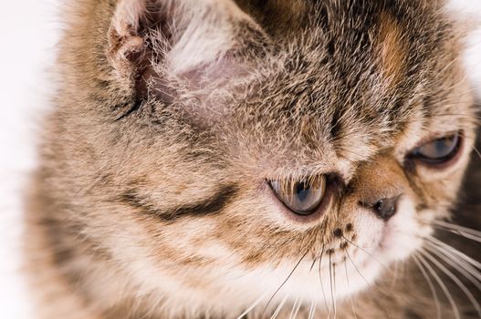 Striped fluffy kitten shooting closeup