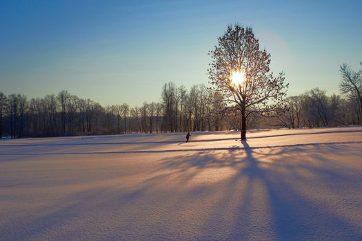 A tree in the middle of vacant land in winter time