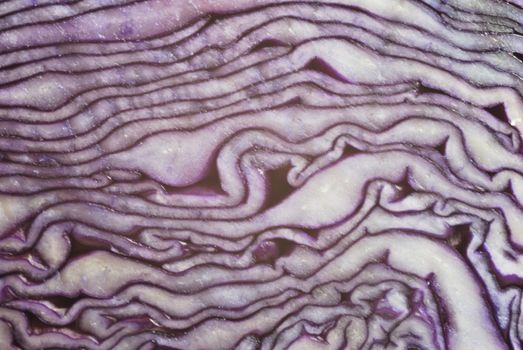 red cabbage close up showing texture