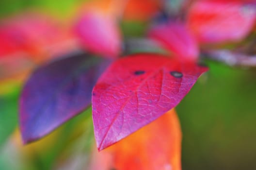 Colorful autumn leaves.