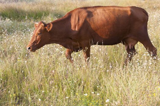 nature series: brown cow on the summer meadow