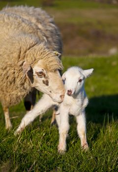 Mother sheep and her newborn lamb on green pasture