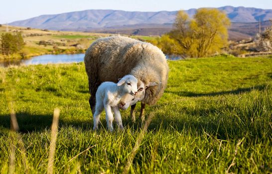 Mother sheep taking care of her newborn lamb standing on green meadow