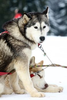 Outdoor portrait of  siberian husky dog