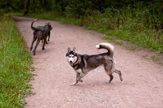 A running black and white husky and two dark dogs in the park
