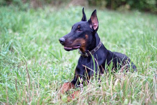 A lying doberman in a summer park
