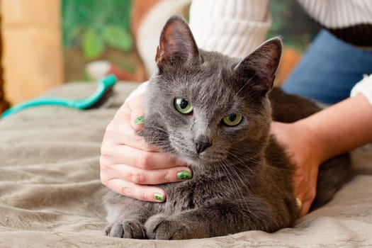 A gray cat and a women hand
