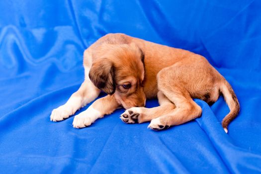 A brown saluki pup lying on blue background
