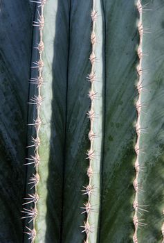 wild green cactus with many danger spikes