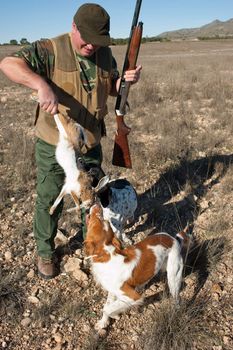 Pointer and brittany hunting dogs retrieving a hare