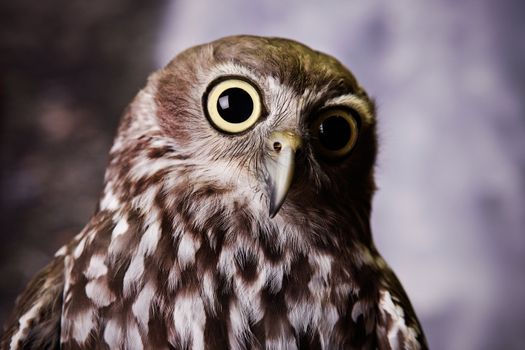 Wide eyed owl staring at something