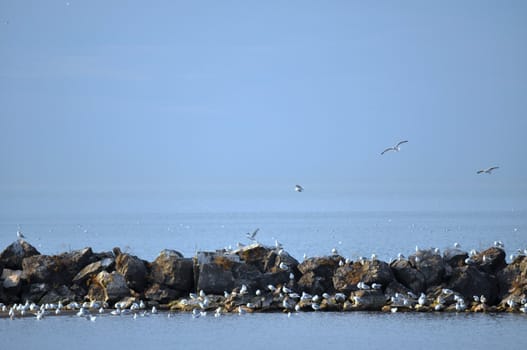 Birds on rocks on Lake Erie