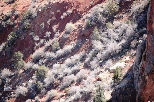 Grand Canyon Foliage