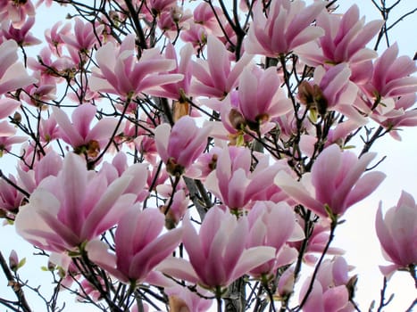 Magnolia