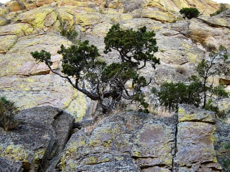 Mountain and Trees