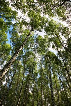Russian birches directed upwards on a background of the sky