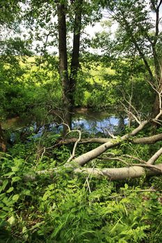 The image of a trees on coast of the river