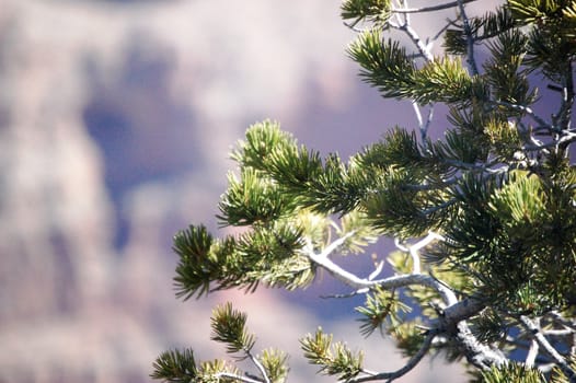 Pine Tree background