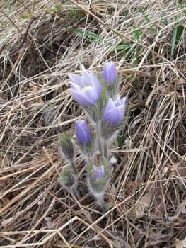 wildflowers coming up through the dead winter grass