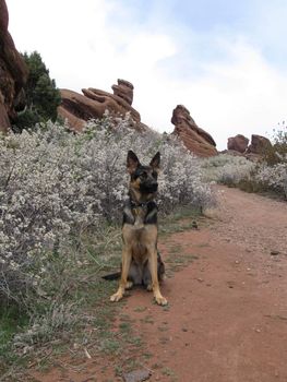 Ellie the German Shepherd on a hike