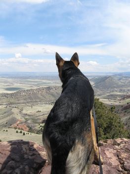 Ellie the German Shepherd on a hike