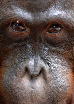 Orangutan Ben. A portrait of the young orangutan on a nickname Ben. Close up at a short distance. Borneo