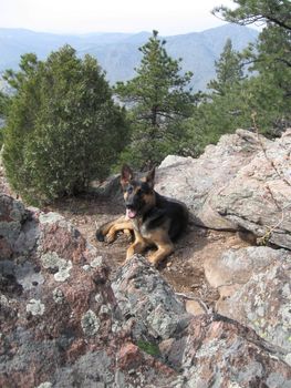 Ellie the German Shepherd on a hike