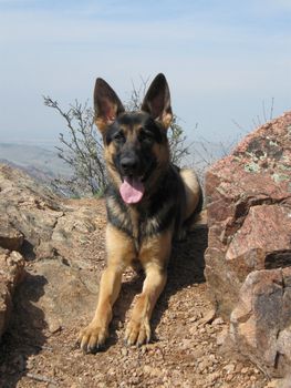 Ellie the German Shepherd on a hike